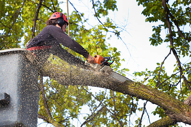 Lawn Pest Prevention in Coldspring, TX